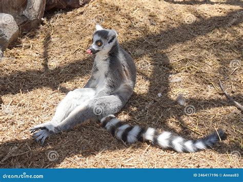 Lemur Sitting on the Ground with Its Tongue Out Stock Photo - Image of ...