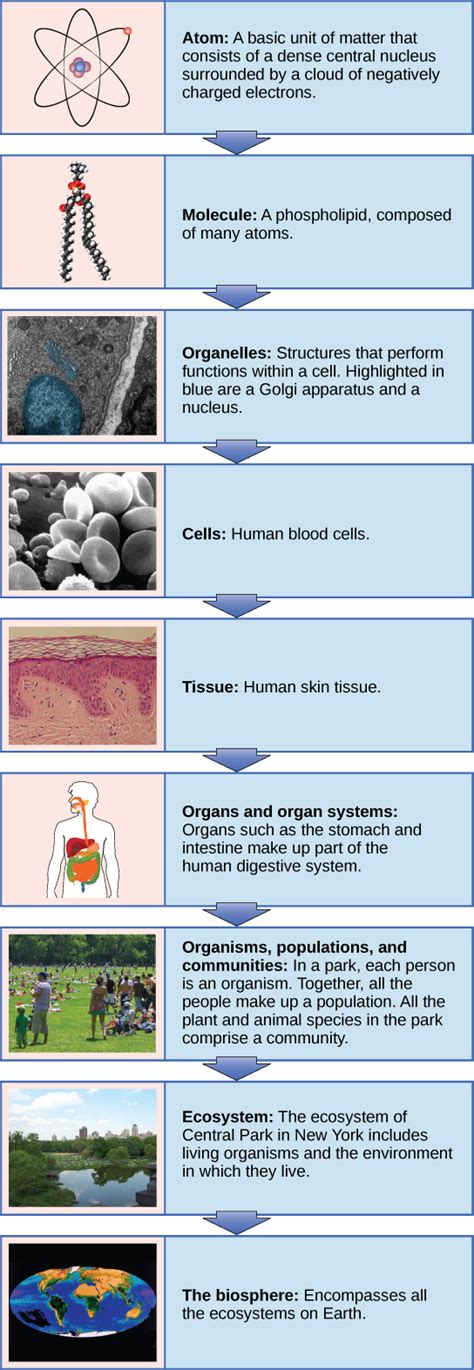 11 Themes And Concepts Of Biology Concepts Of Biology 1st Canadian