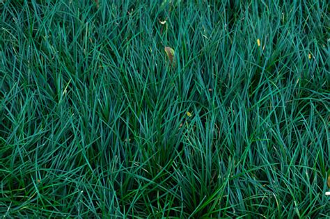 Dark Green Grass Background Stock Photo - Download Image Now - Abstract ...