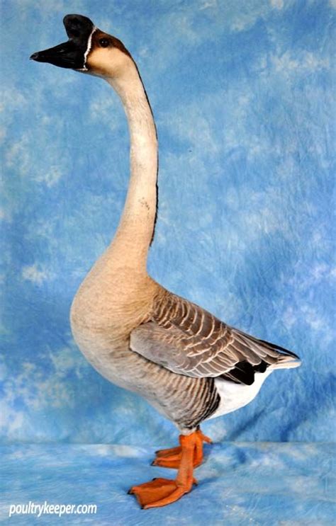 Chinese Geese For Sale Geese Breeds Pet Birds Goose