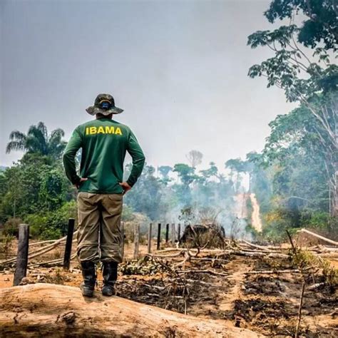 Amazônia desmatamento atinge um dos maiores índices