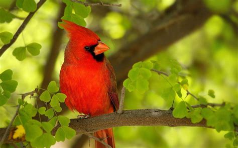 Cardinal Bird Wallpapers - Wallpaper Cave