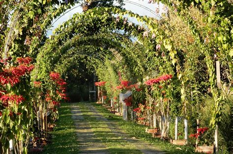 Belize Spice Farm And Botanical Garden