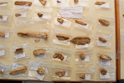 Cataloguing Of Neanderthal Fossils Photograph by Marco Ansaloni ...