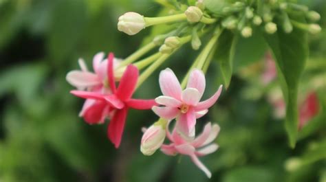 Premium Photo | Chinese honeysuckle or rangoon creeper is a vine that ...