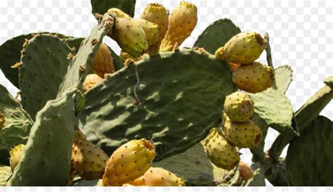 Barbary Fig De Leste Pêra Espinhosa Cactaceae png transparente grátis