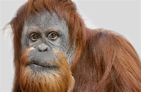 Orangutan HD Wallpaper by Matthias Besant