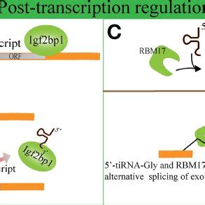 Biogenesis And Classification Of TRNA Derived Fragments TRFs