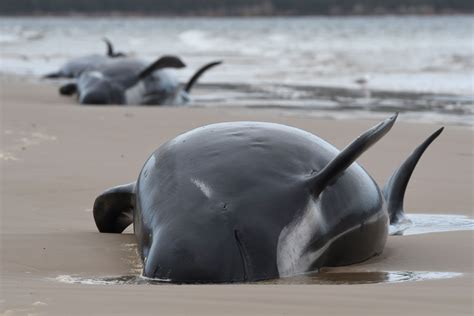 Nearly 400 whales dead in Australia’s worst mass stranding | The