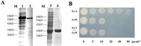 SDS PAGE Of Purified LysA And LysB And Their Antimycobacterial