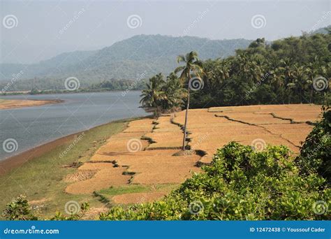 Land Terracing Stock Photo Image Of Cultivation India 12472438