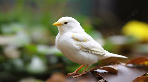 Burung Putih Kecil Duduk Di Sana Seekor Burung Putih Kecil Yang Lucu