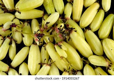 Averrhoa Bilimbi Fruits Belimbing Buluh On Stock Photo 1914055267 | Shutterstock