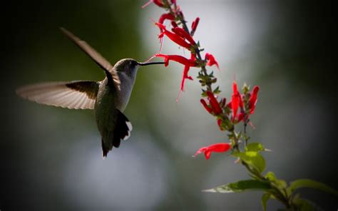 Hummingbird Wallpaper (72+ images)