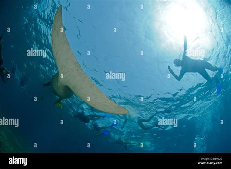 Dugong Fotos Und Bildmaterial In Hoher Aufl Sung Seite Alamy