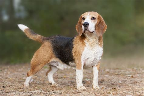 A Proud Beagle View Awards Count Flickr