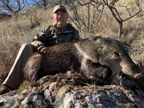 Arizona Guided Javelina Hunts: Javelina Hunting Outfitters and Guides