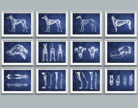 12 Vet Anatomy Posters, Dog Anatomy Art, Animal Anatomy and Physiology, Biology Art, Zoo Art ...