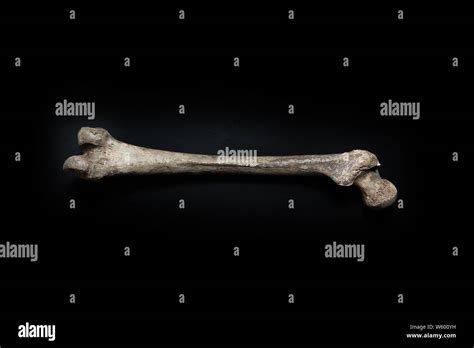 Human femur bone hi-res stock photography and images - Alamy