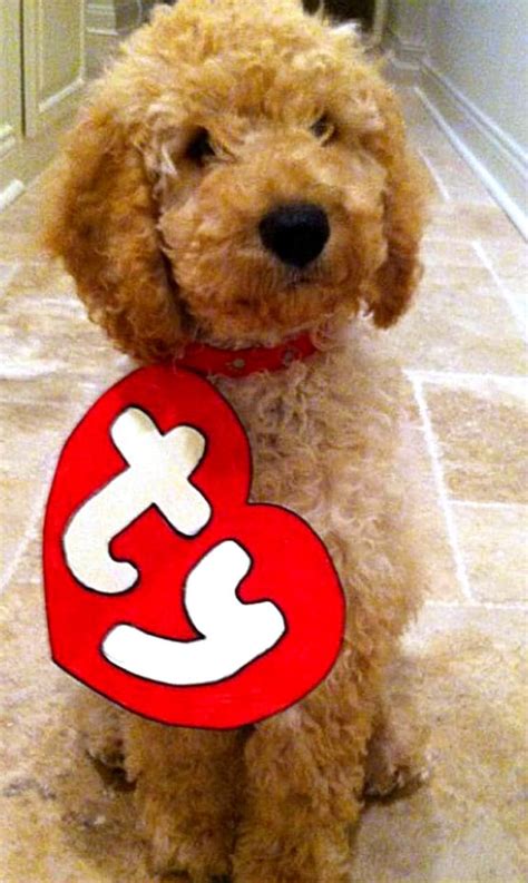 9 Dogs Who Totally Nailed Halloween | The Dog People by Rover.com