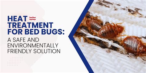 Heat Treatment For Bed Bugs A Safe And Environmentally Friendly