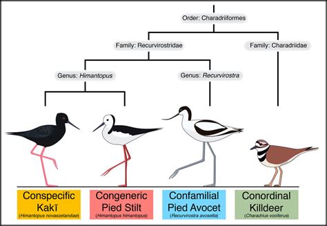 Evolutionary Relationships Between Species With Reference Genomes Used