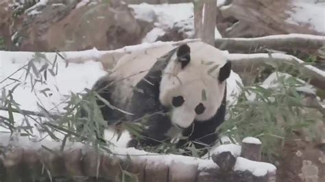 Bei Bei arrives at giant panda base in China’s Sichuan - Boston News ...