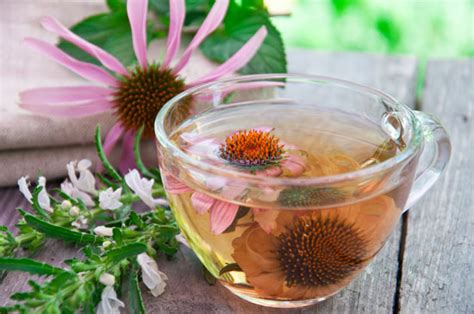 Buy Echinacea Tea Benefits Side Effects Preparation Herbal Teas Online