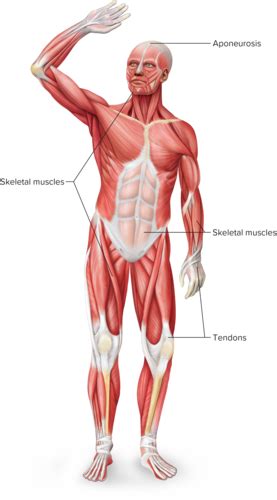 Anatomy Chapter 9 Flashcards Quizlet