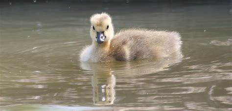 Swans At Earlswood Lakes Viscountess Vicky Saunders Flickr