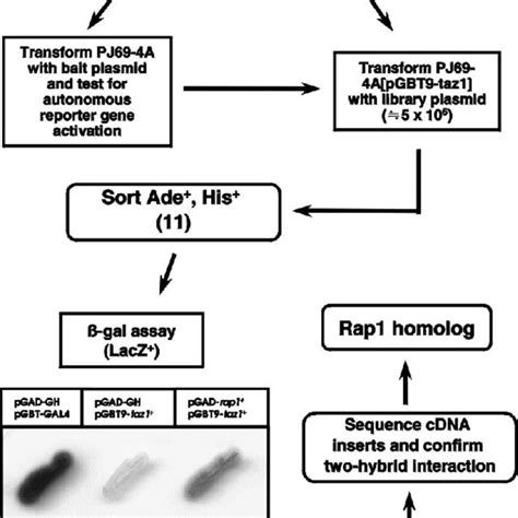 Schematic Diagrams For Yeast Two Hybrid Screening Of The 5 4 × 10 6 Download Scientific