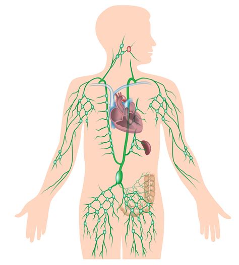 Anatomy And Physiology Lymphatic System Diagram Quizlet