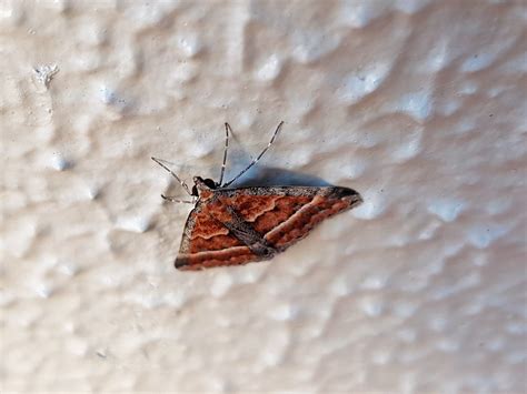 Dichromodes sp (Geometer Moth) – Ausemade