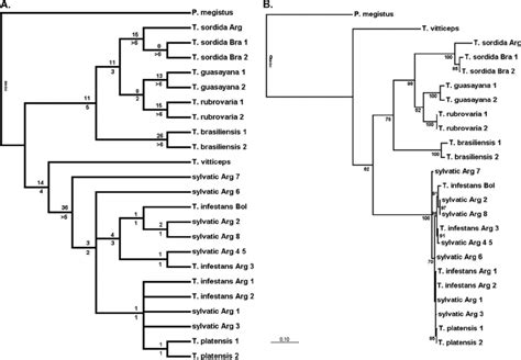 Phylogenetic Relationships Between Chaco Melanic T Infestans And Other