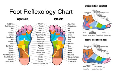 Liver Reflexology Point On Foot Top Sellers Emergencydentistry