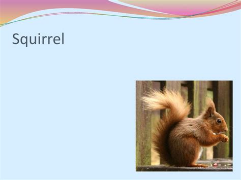 Squirrel Ppt Download