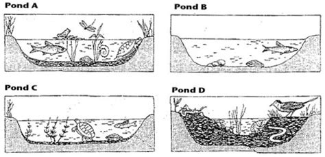 Ecological Succession - 9 Enviro