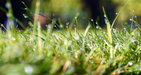 Kostenlose Foto Wasser Natur Gras Ast Tau Licht Pflanze Rasen