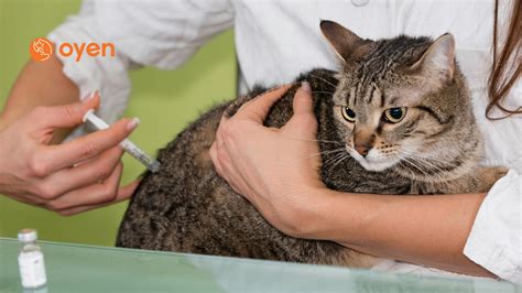 Cat Vaccinations 101 In Malaysia Type Price When And Side Effects