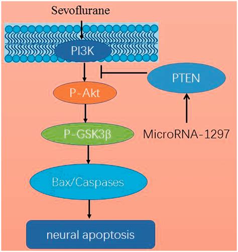 Microrna 1297 Suppresses The Aktgsk3β Signaling Pathway To Stimulate