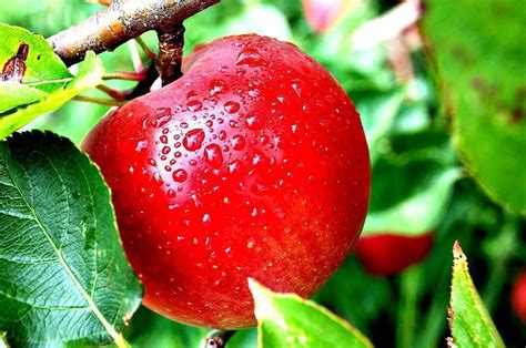 Red Apple Tree Wallpaper