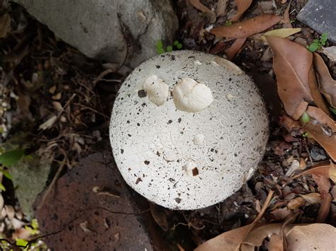 Puffball Mushroom - Wildlife Den - South African And Australian ...