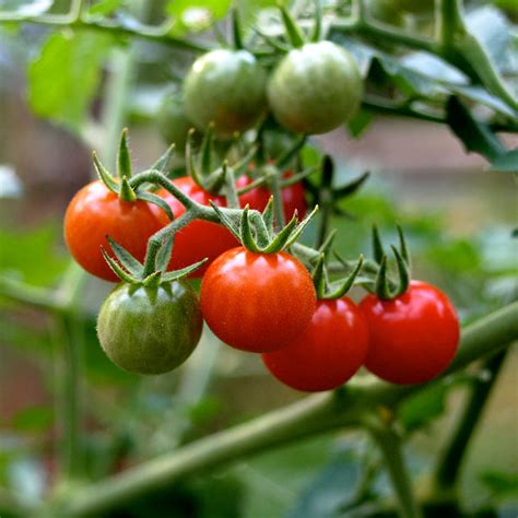 Cherry Tomato Matts Wild Organic Davenport Garden Centre