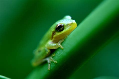 Baby Frog Photograph by Joshua Ward - Pixels