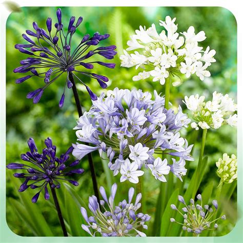 Agapanthus Africanus Bleu Blanc Twister Collection 4 Plantes