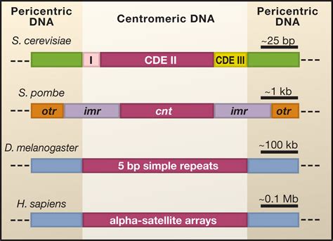 Centromere Assembly And Propagation Cell