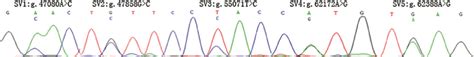 The Sequencing Maps Of Five Novel Snps In The Bovine Nfix Gene Note