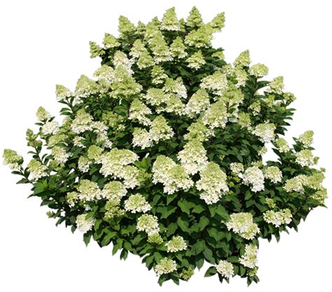 Hydrangea Of The Year Limelight Prime®