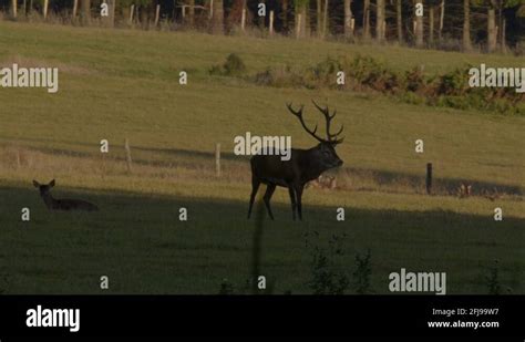 Shouting Deer Stock Videos And Footage Hd And 4k Video Clips Alamy