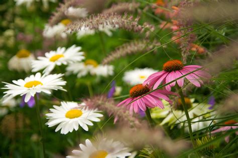 Echinacea And Pennisetum And Daisy 1909 Scott Weber Flickr